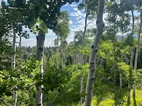 Picture off of the back deck.