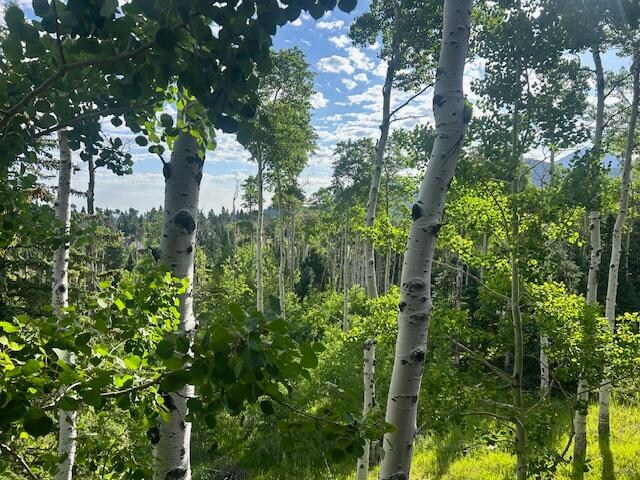 Picture off of the back deck.