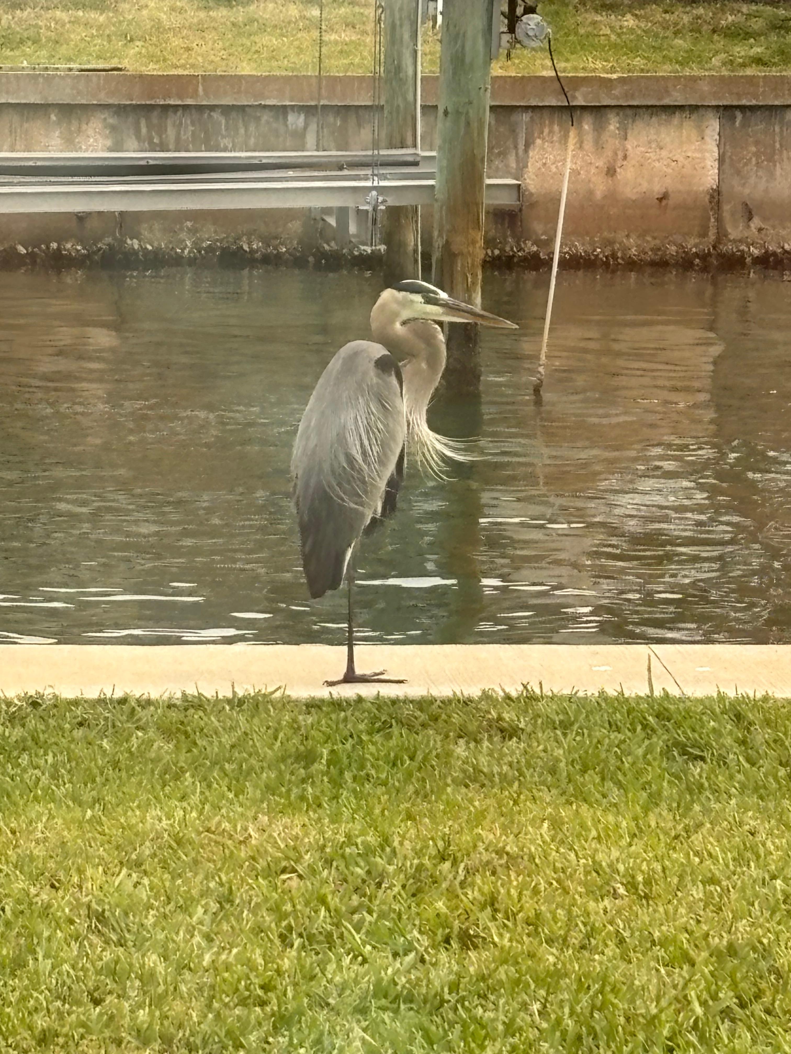 Our daily visitor!  