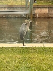 Our daily visitor!