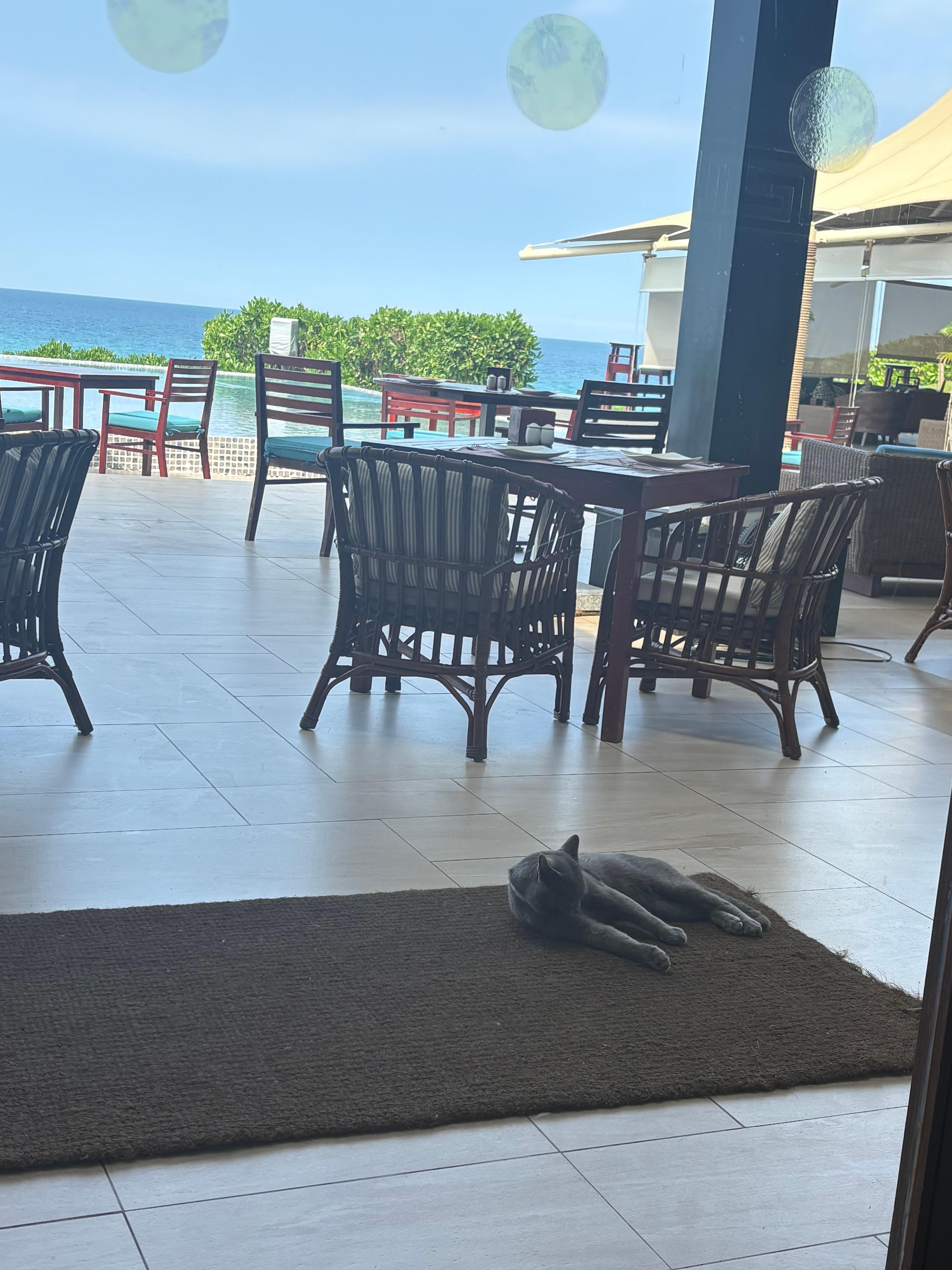 レストランに猫がいました