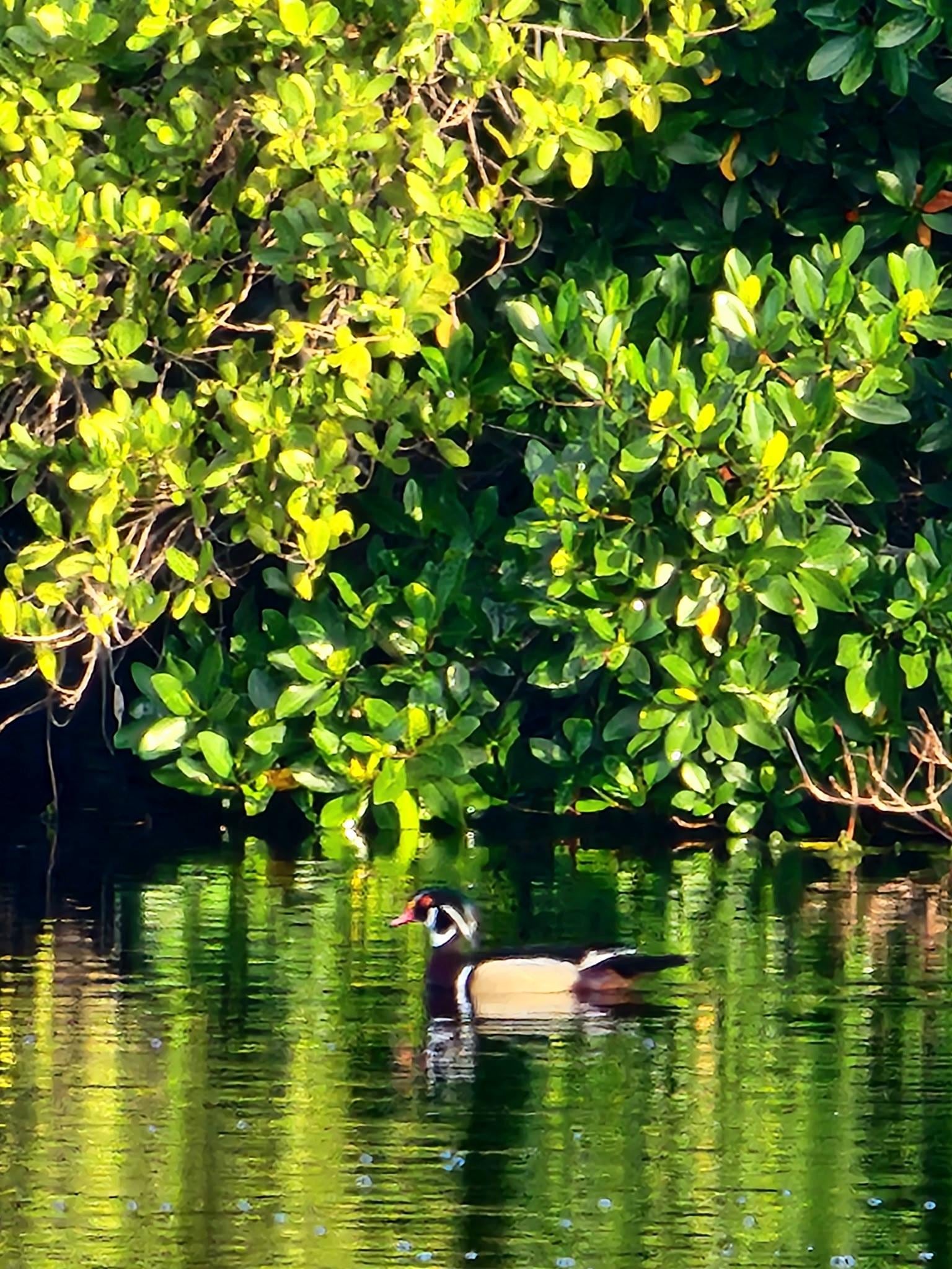 Wood Duck