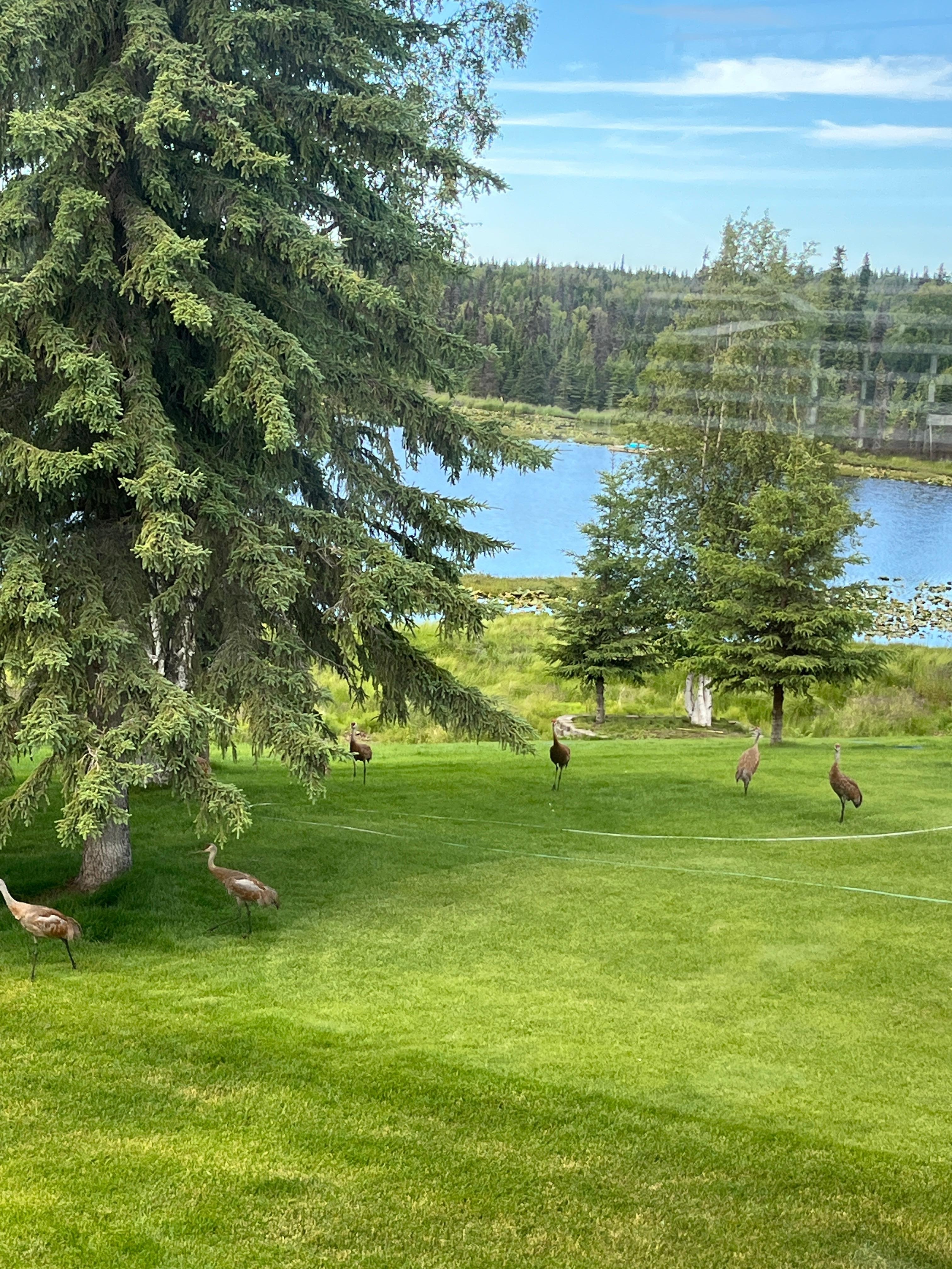 Beautiful birds were regular visitors. 