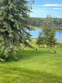 Beautiful birds were regular visitors.