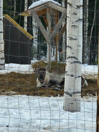 Reindeer