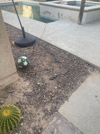 Unmanicured lawn