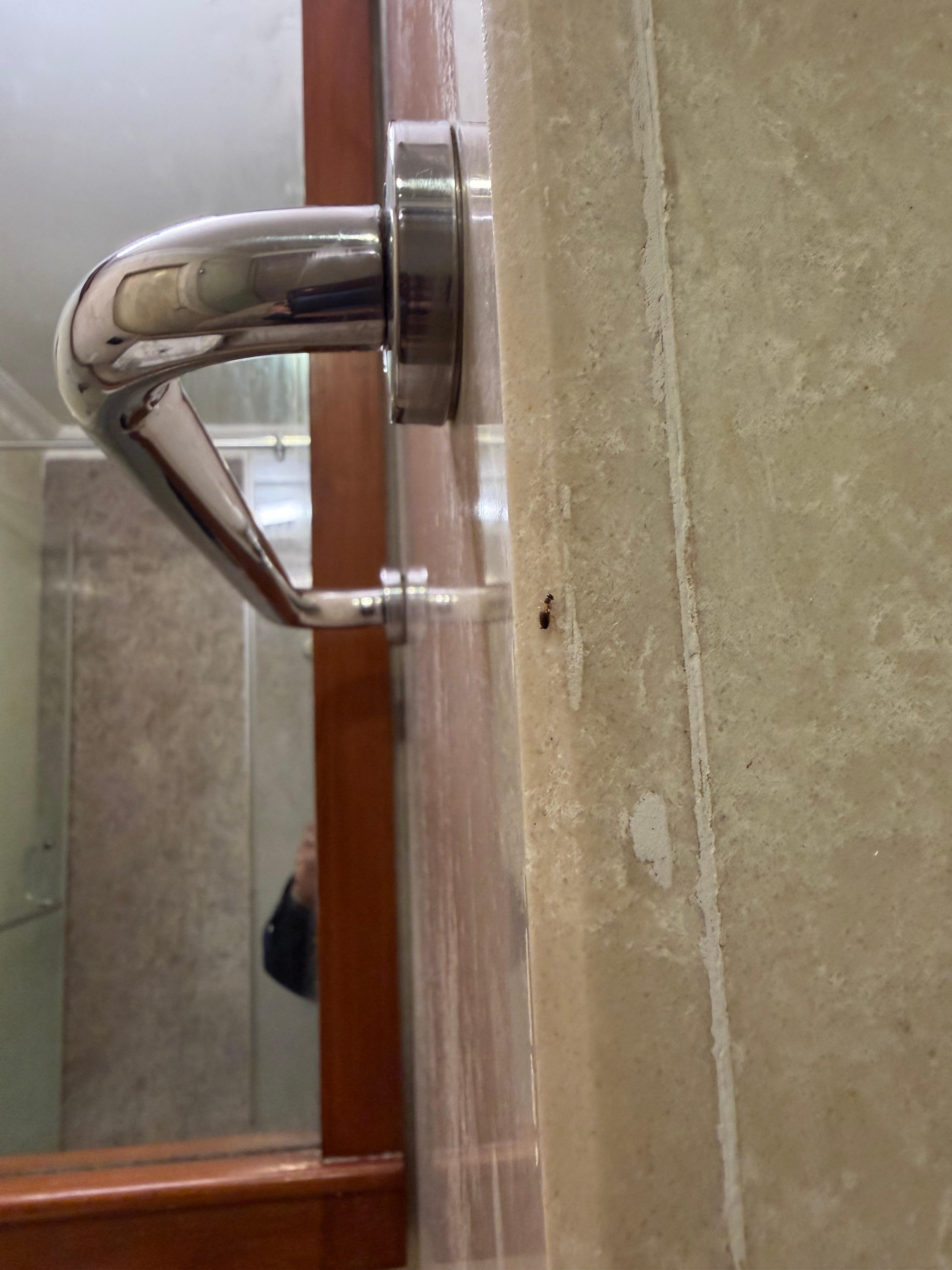 See the cockroach running on the wall