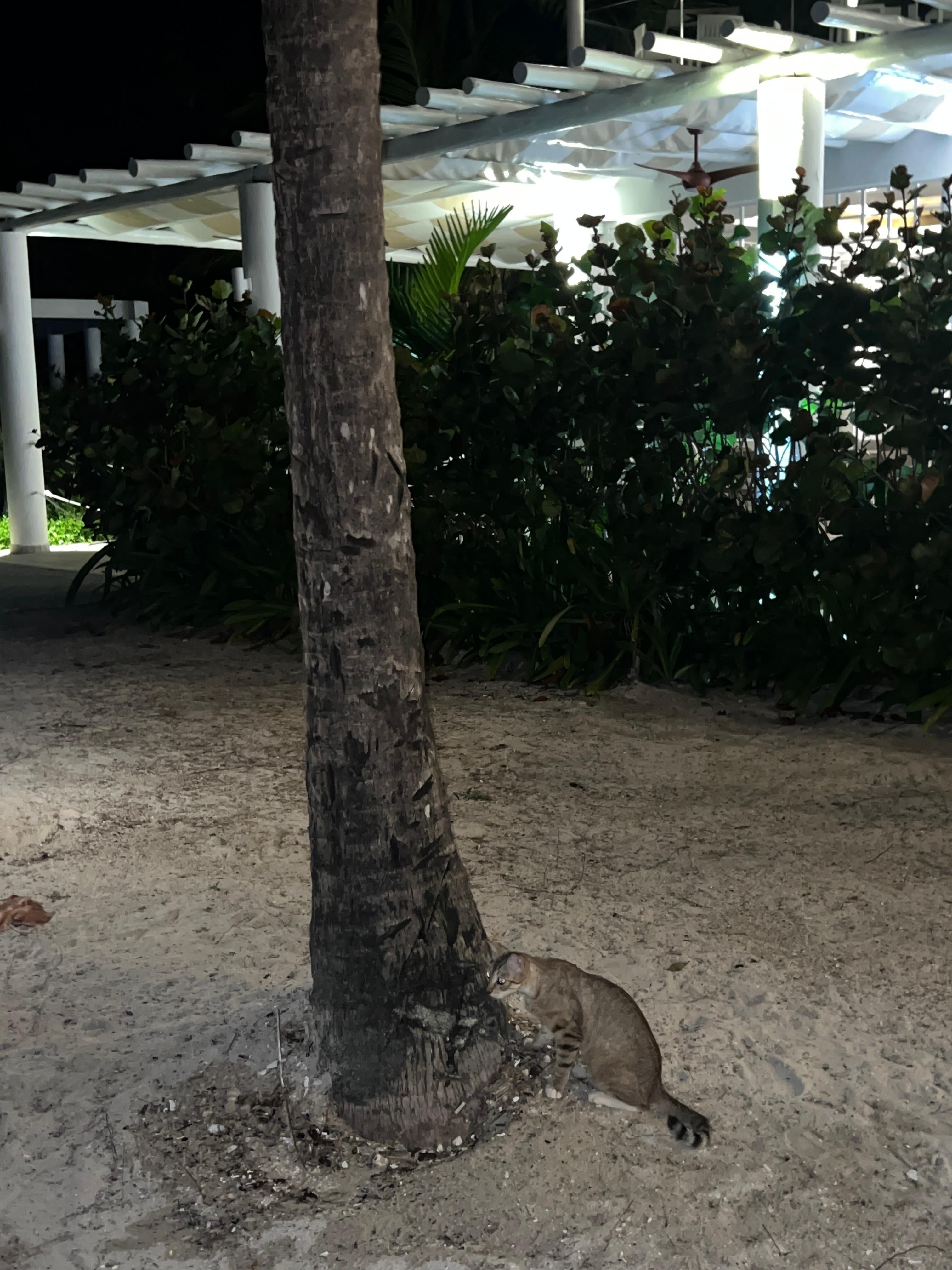 By the Olas building. You’ll encounter cats who mind their business. Very harmless. 