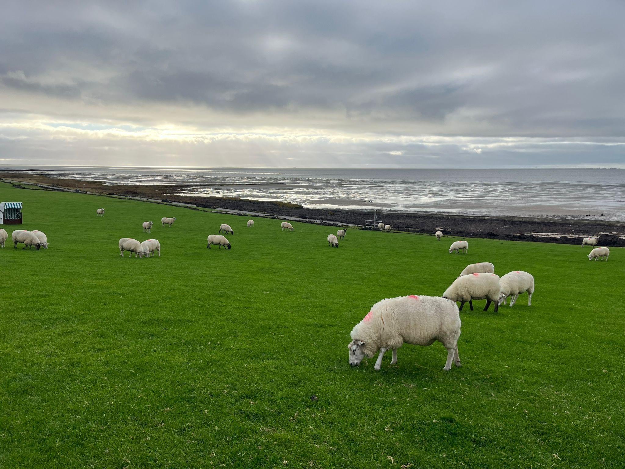 Gerade mal ein paar hundert Meter entfernt: am Deich