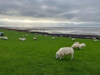 Gerade mal ein paar hundert Meter entfernt: am Deich