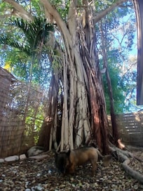 Ancient Fig Tree it is gorgeous!! Love it!!