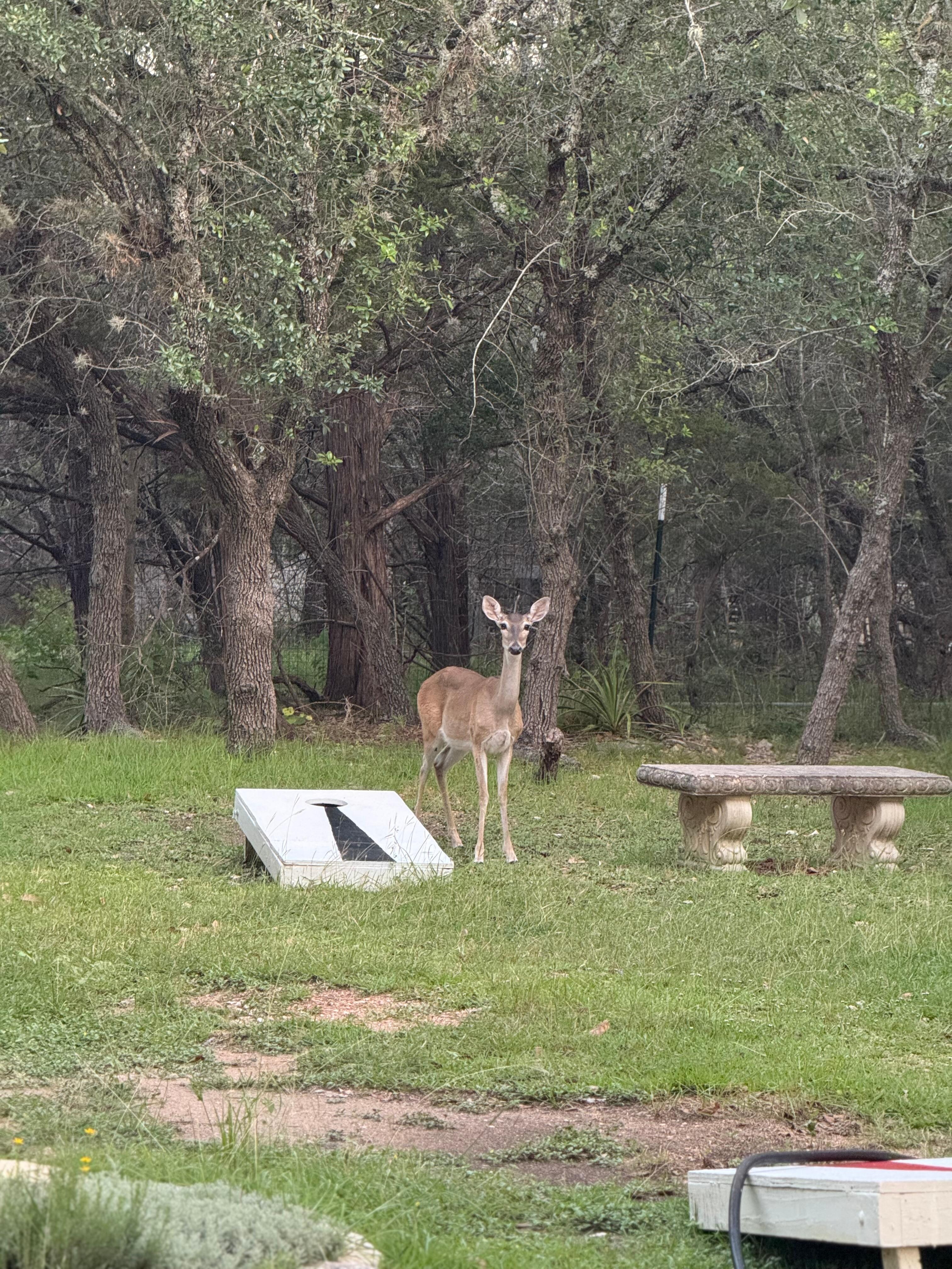 One of the many deer. 