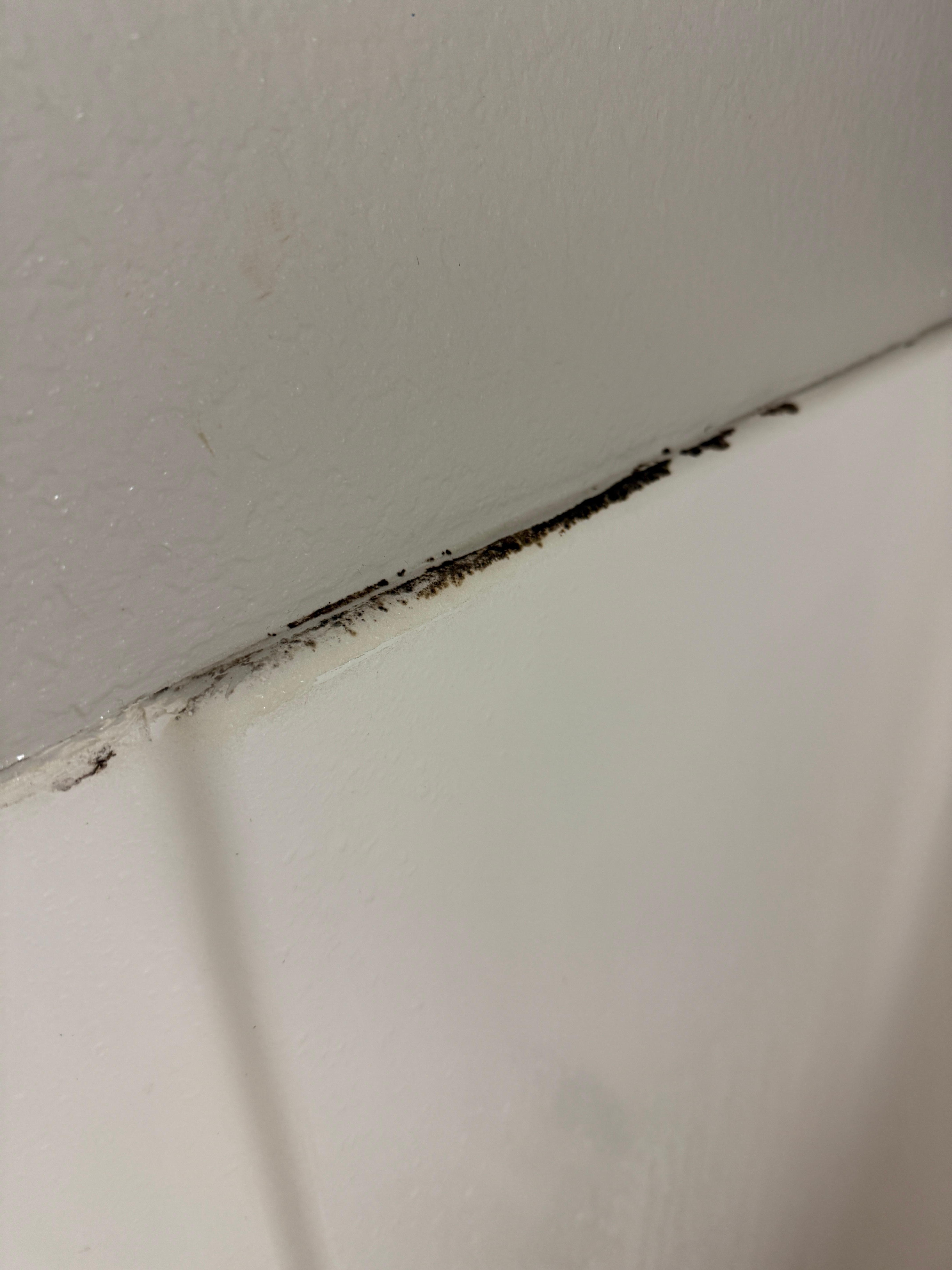 Mold in the shower area where it meets the wall 