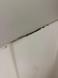 Mold in the shower area where it meets the wall