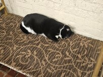 Annabelle - adopted by the hotel and living her best life!