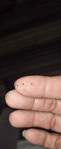 3 dead bugs found on the bed