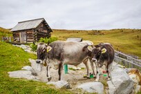 Spielgefährten auf den Höhen bei Obertilliach