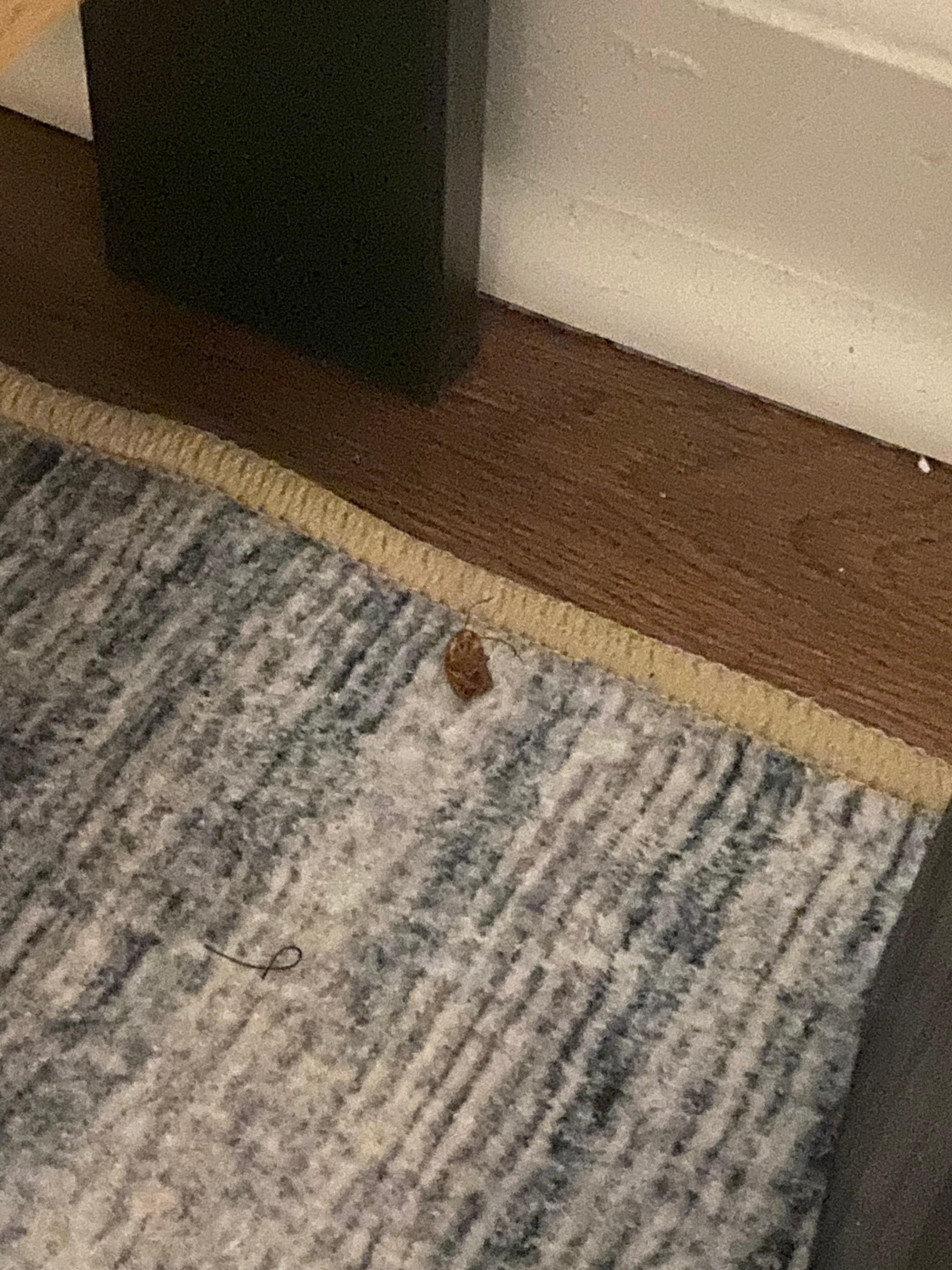 Roach bedroom