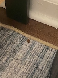 Roach bedroom