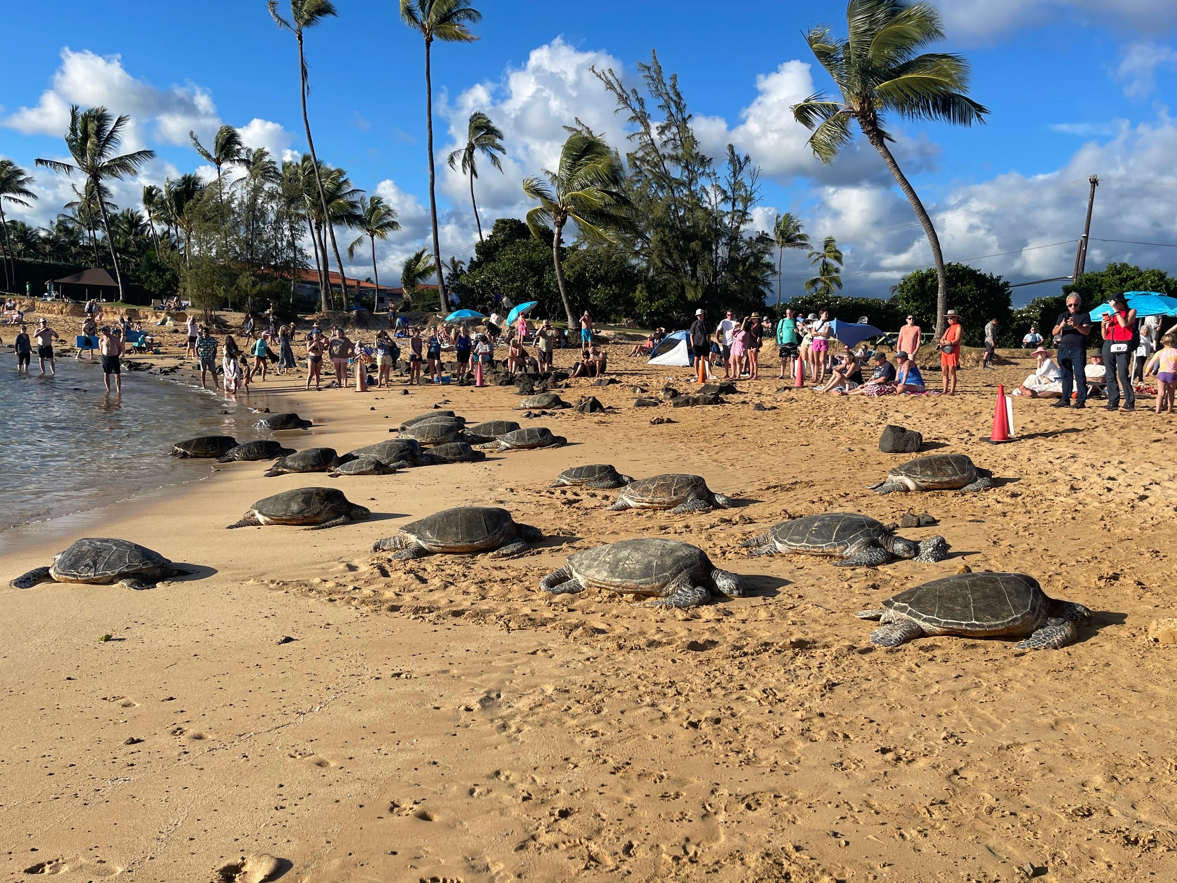 Sea turtles at Poipu Beach across the street from the house 