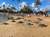 Sea turtles at Poipu Beach across the street from the house