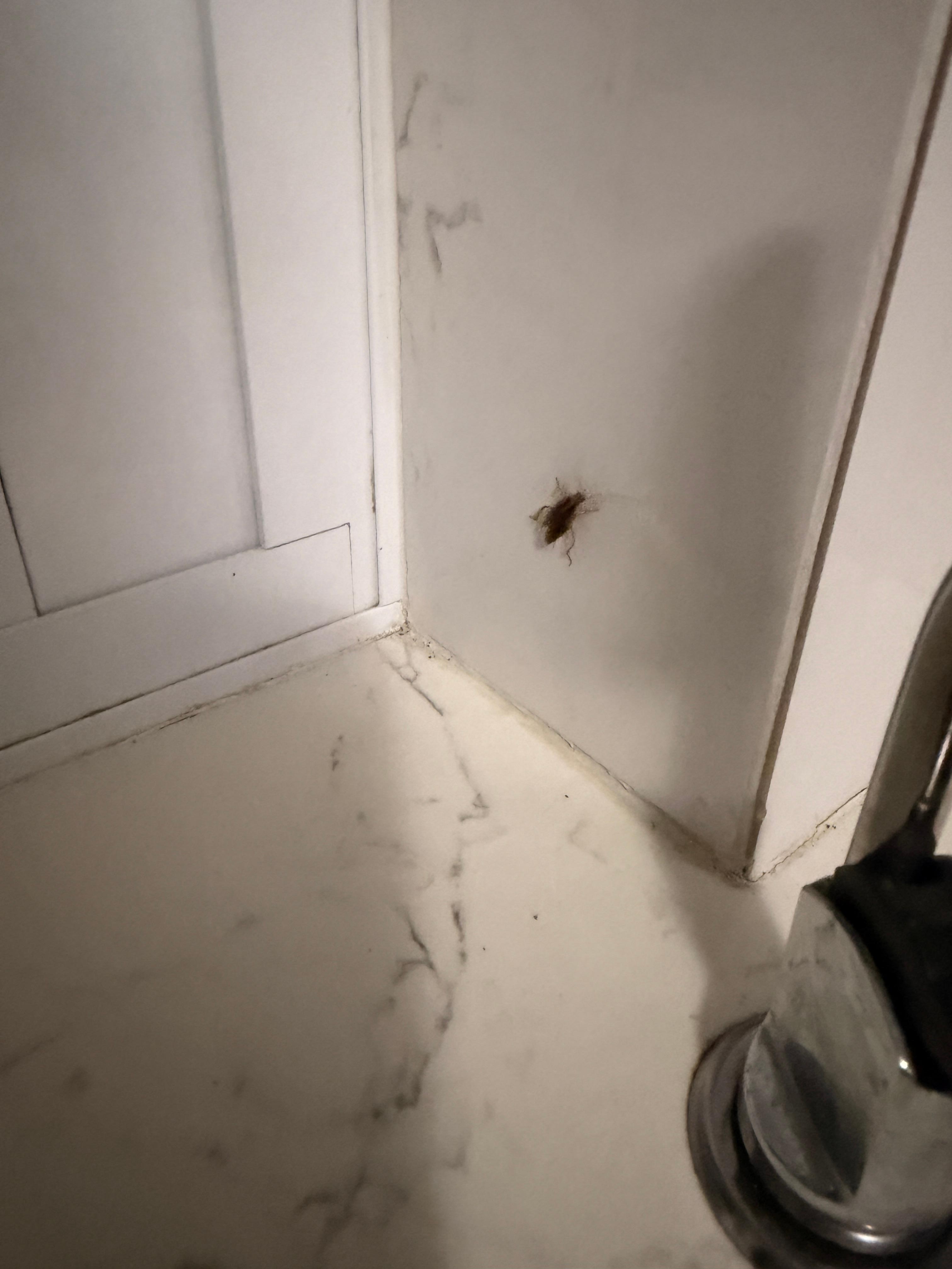 Bugs