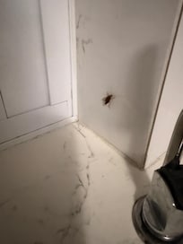 Bugs