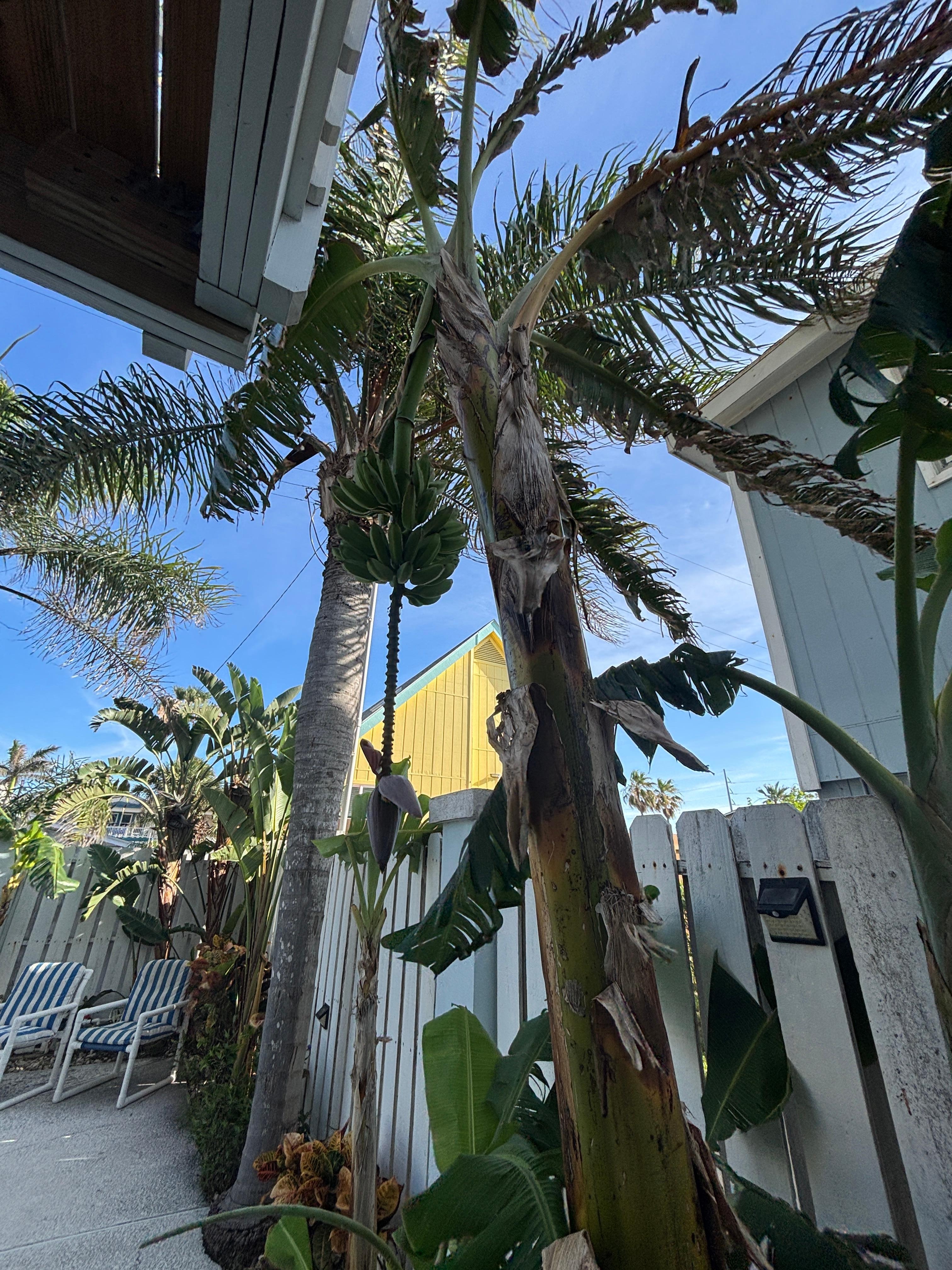 Banana Tree in backyard