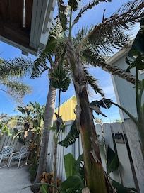 Banana Tree in backyard