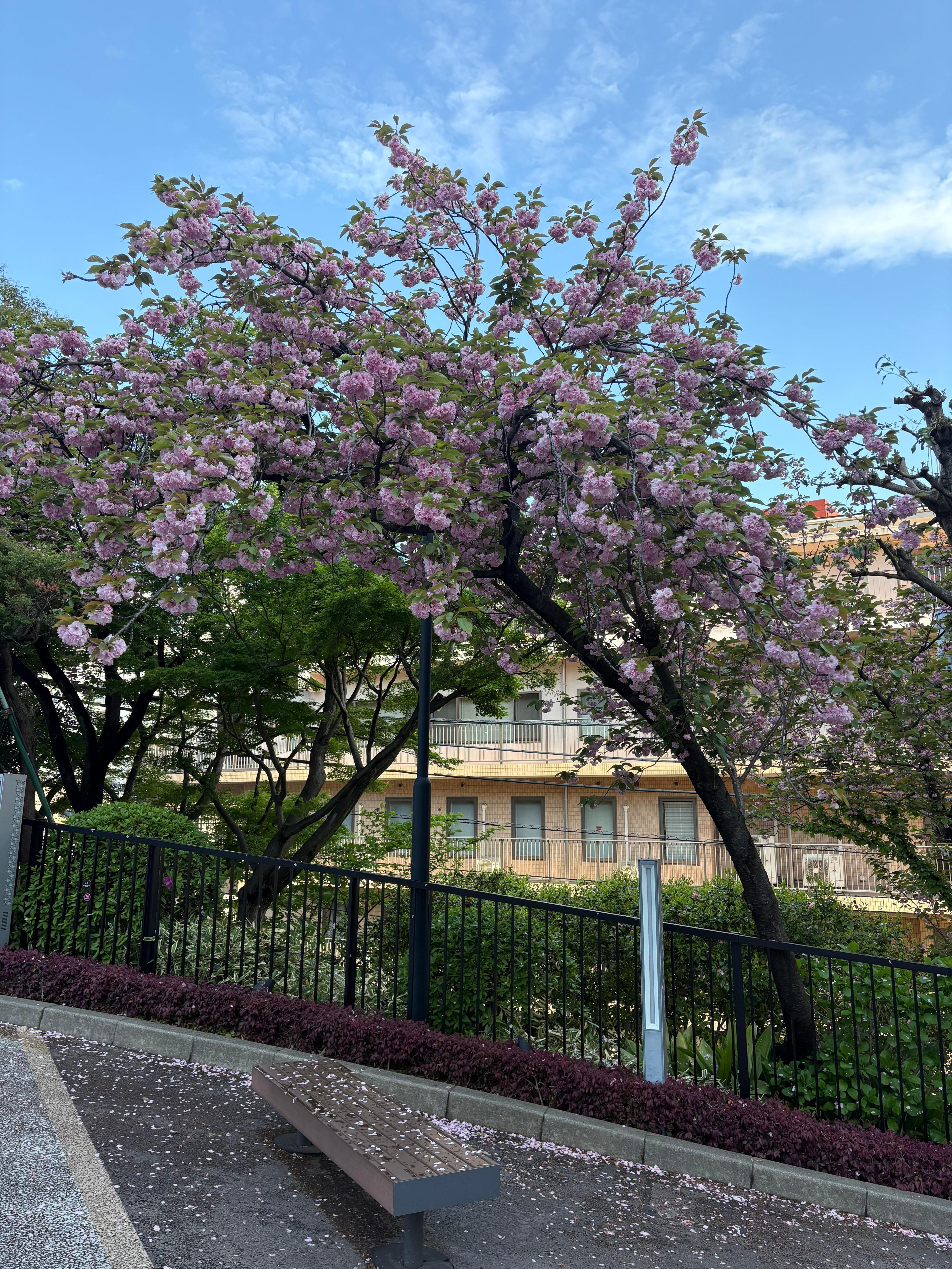 Sakura trees next to Annex Tower 