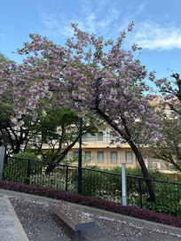 Sakura trees next to Annex Tower