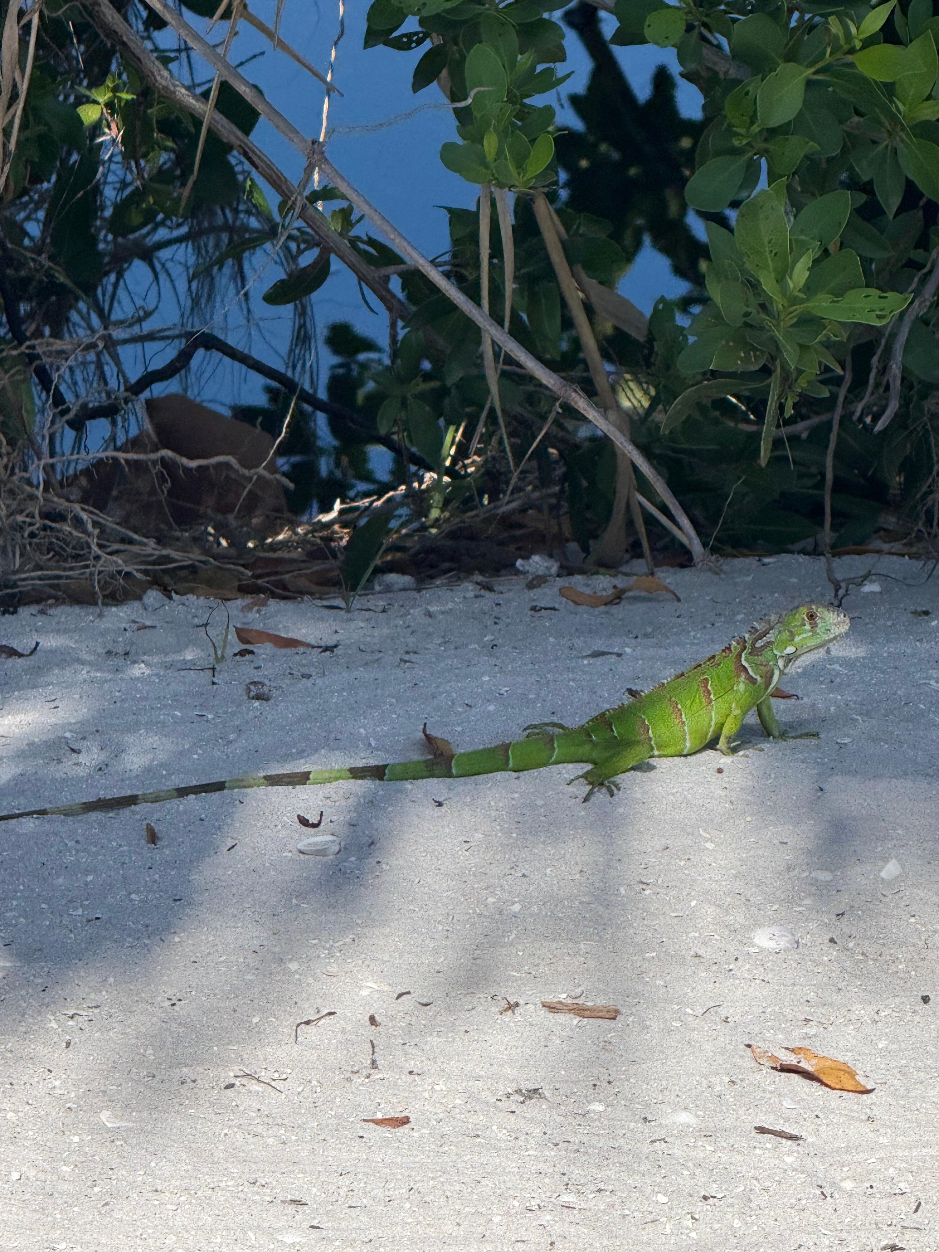 Local friends