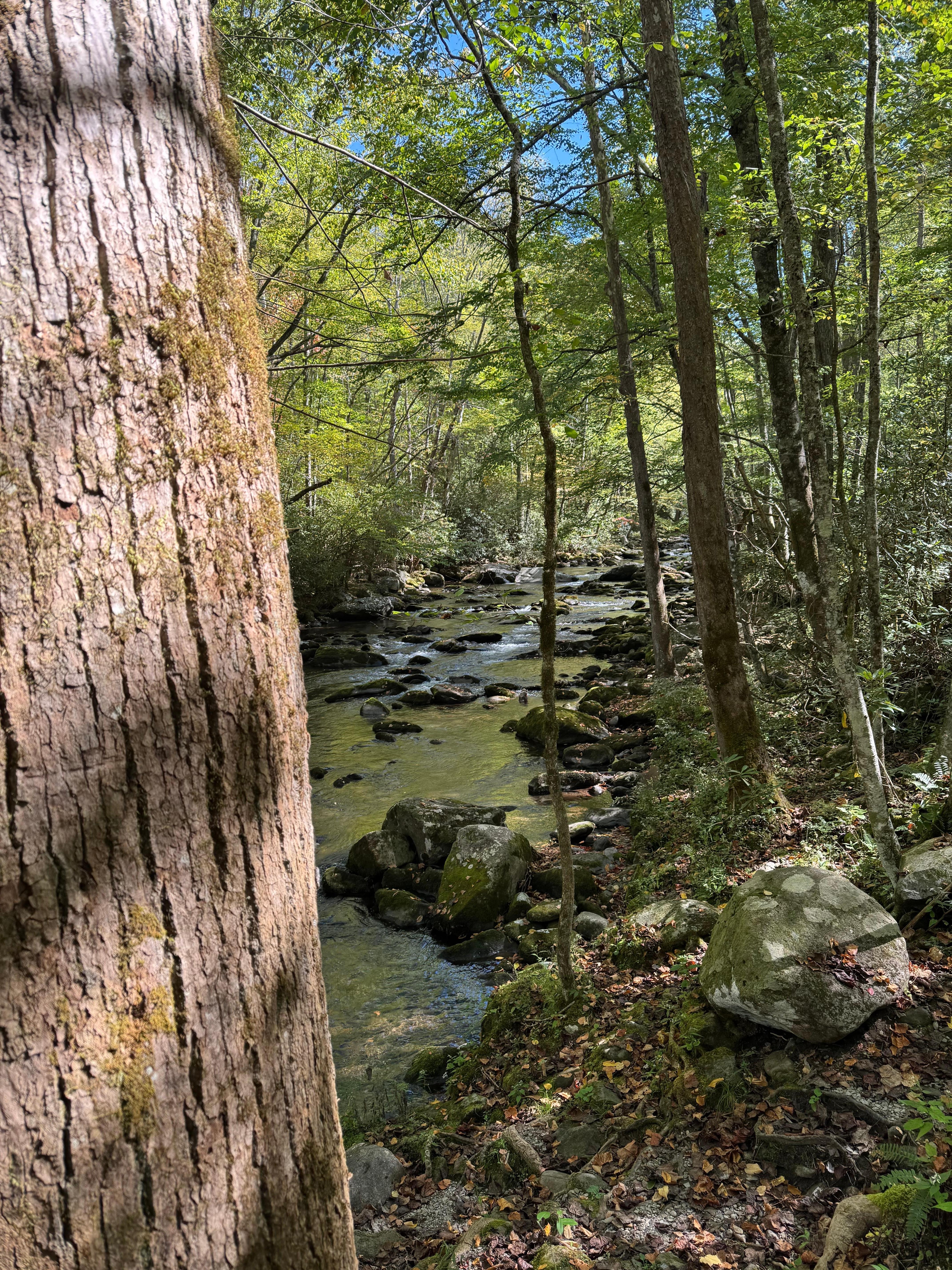 Gatlinburg trail