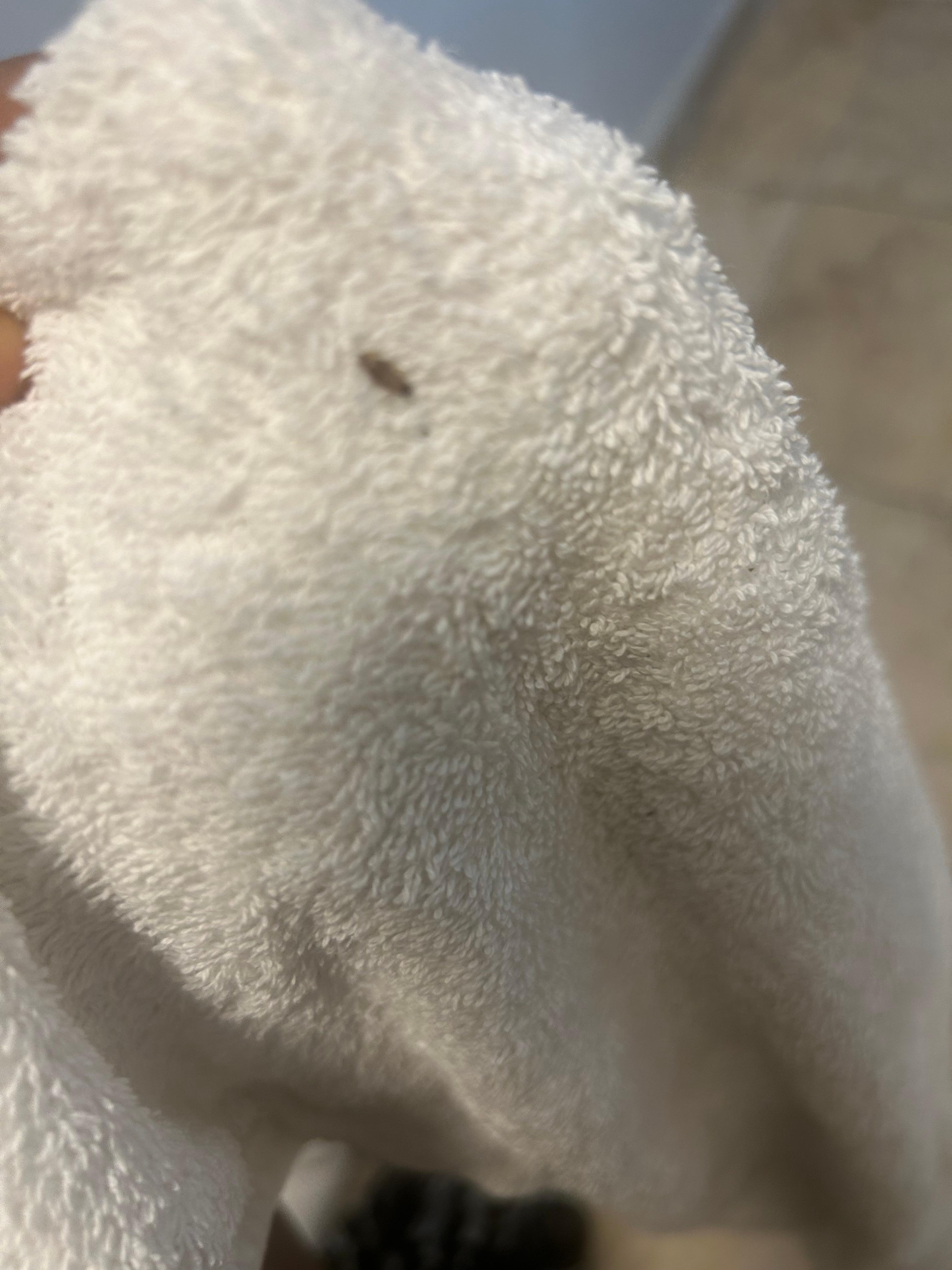 Roaches in my towels and clothes 