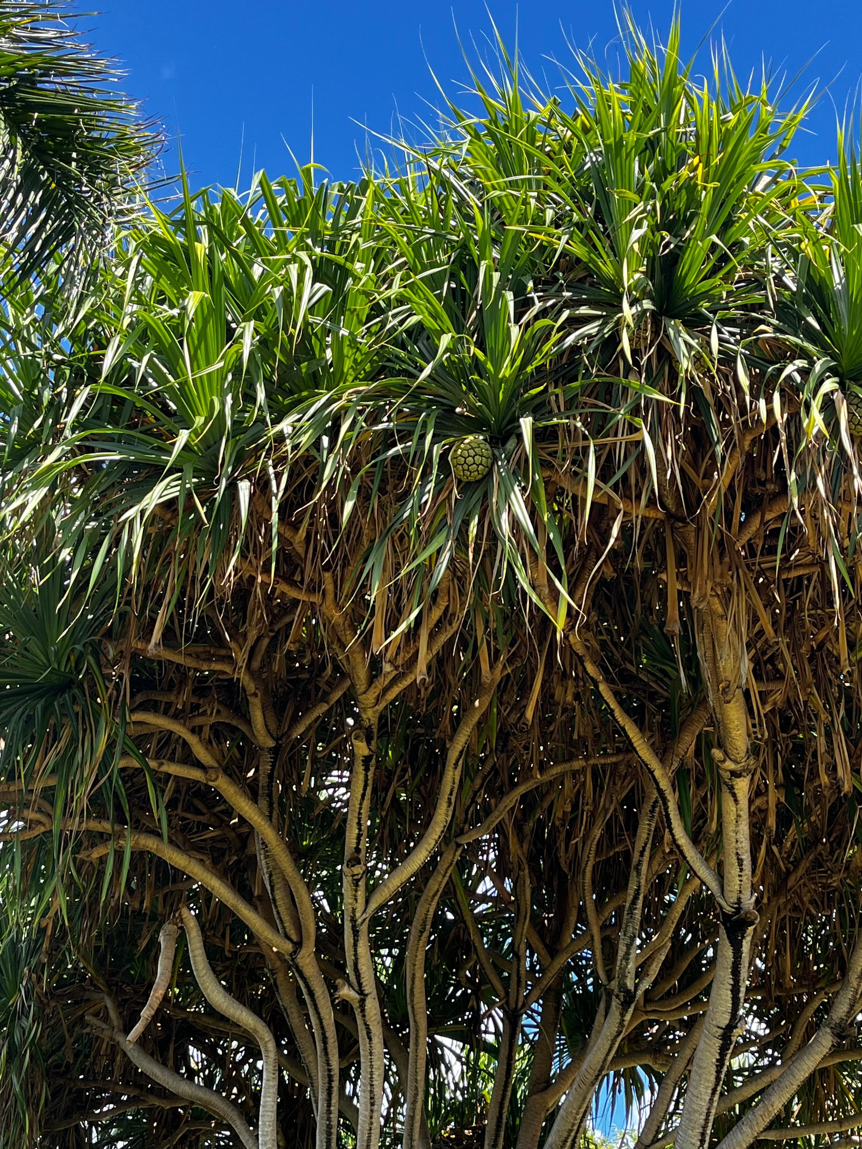Pineapple growing on pathway 
