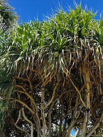 Pineapple growing on pathway