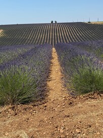 Valensole, à une heure de la maison.