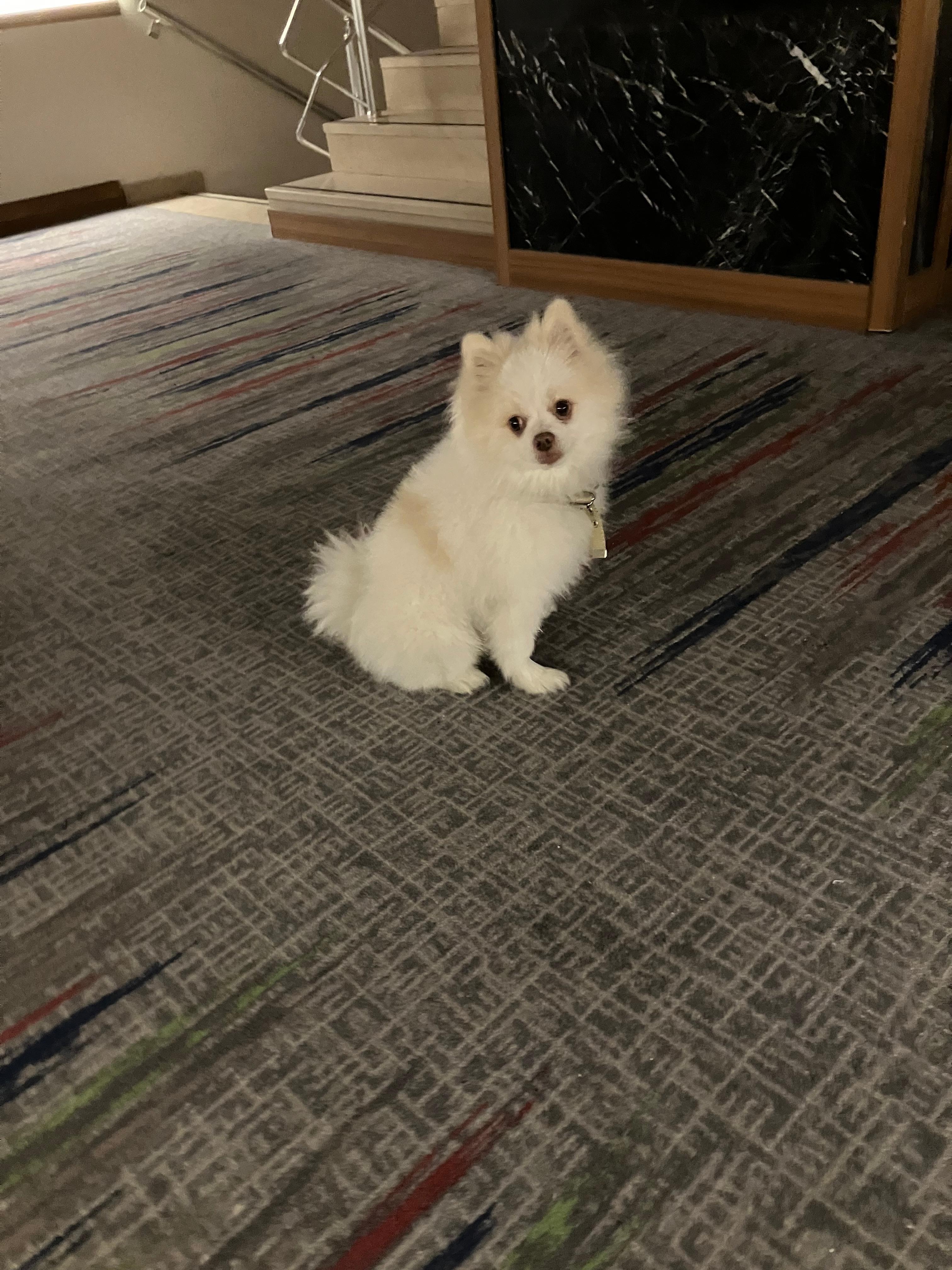 Een diervriendelijk hotel. 