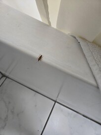 Cockroache on bath tub