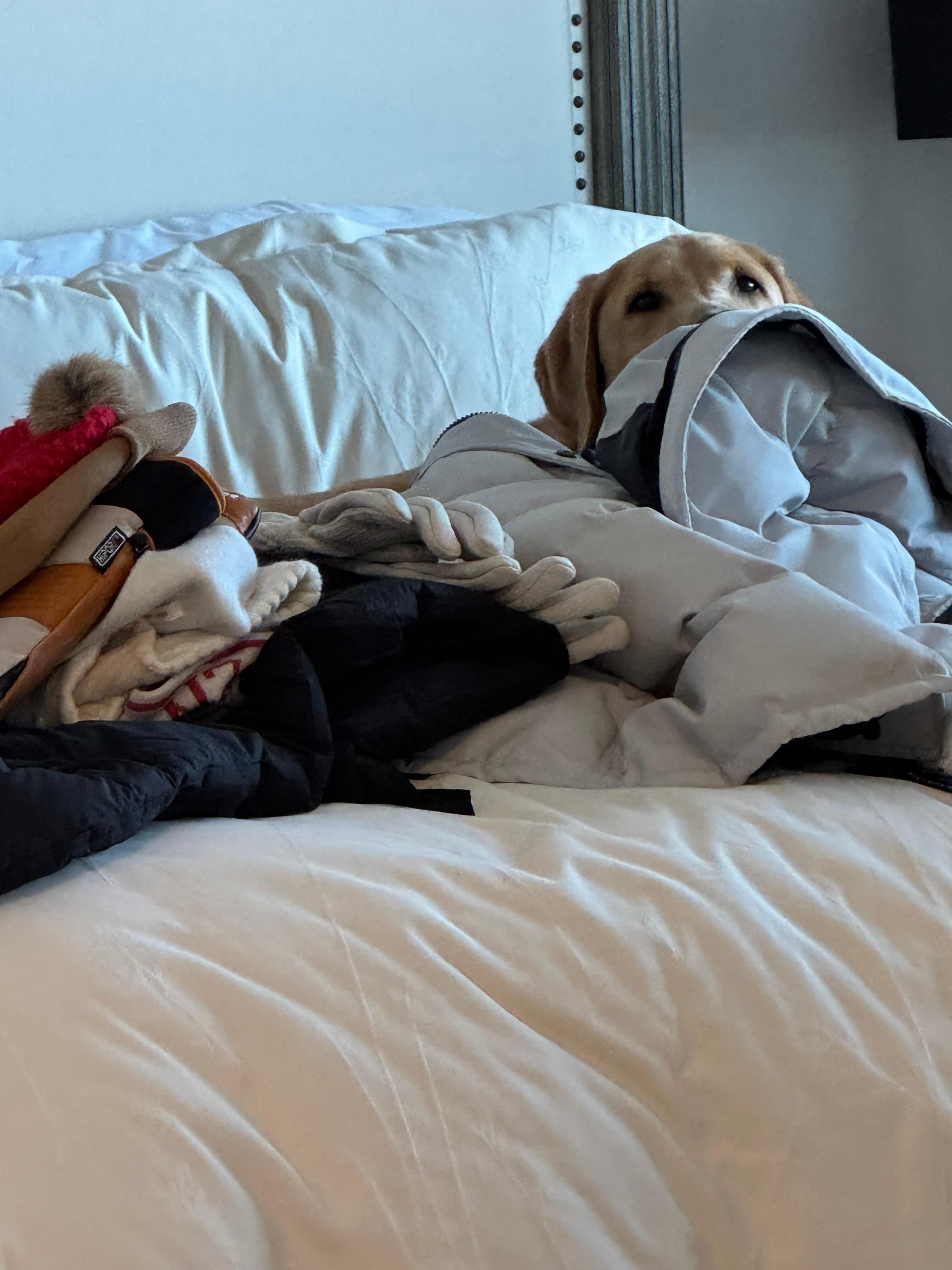 Someone snuck up on the bed and thought he could hide