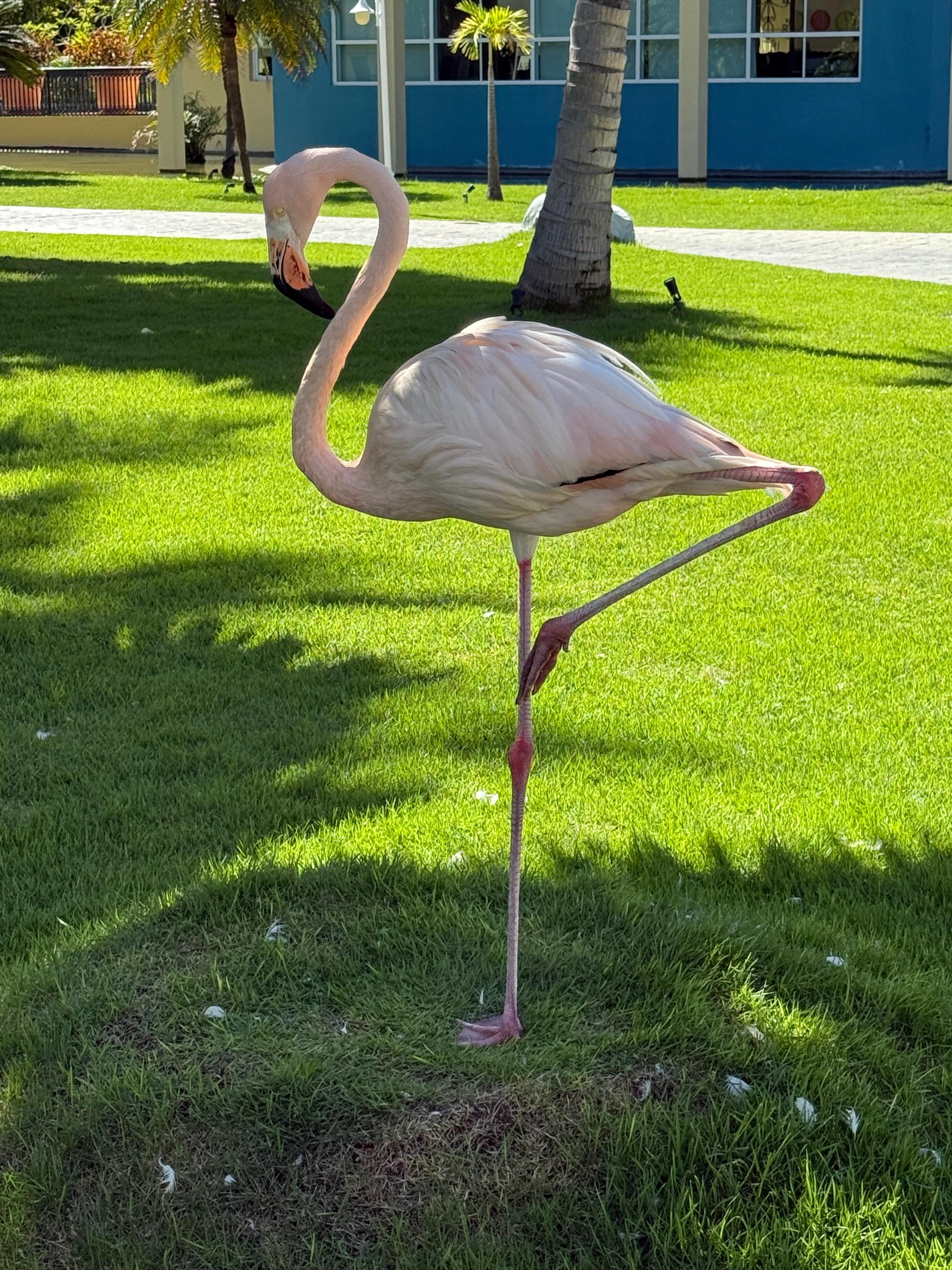 Pinky, the flamingo who chose Ocean Blue and Sand as his home! So sweet! 