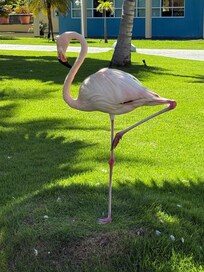 Pinky, the flamingo who chose Ocean Blue and Sand as his home! So sweet!