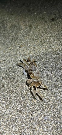 Plentiful sand crabs come out at night on coconut beach.