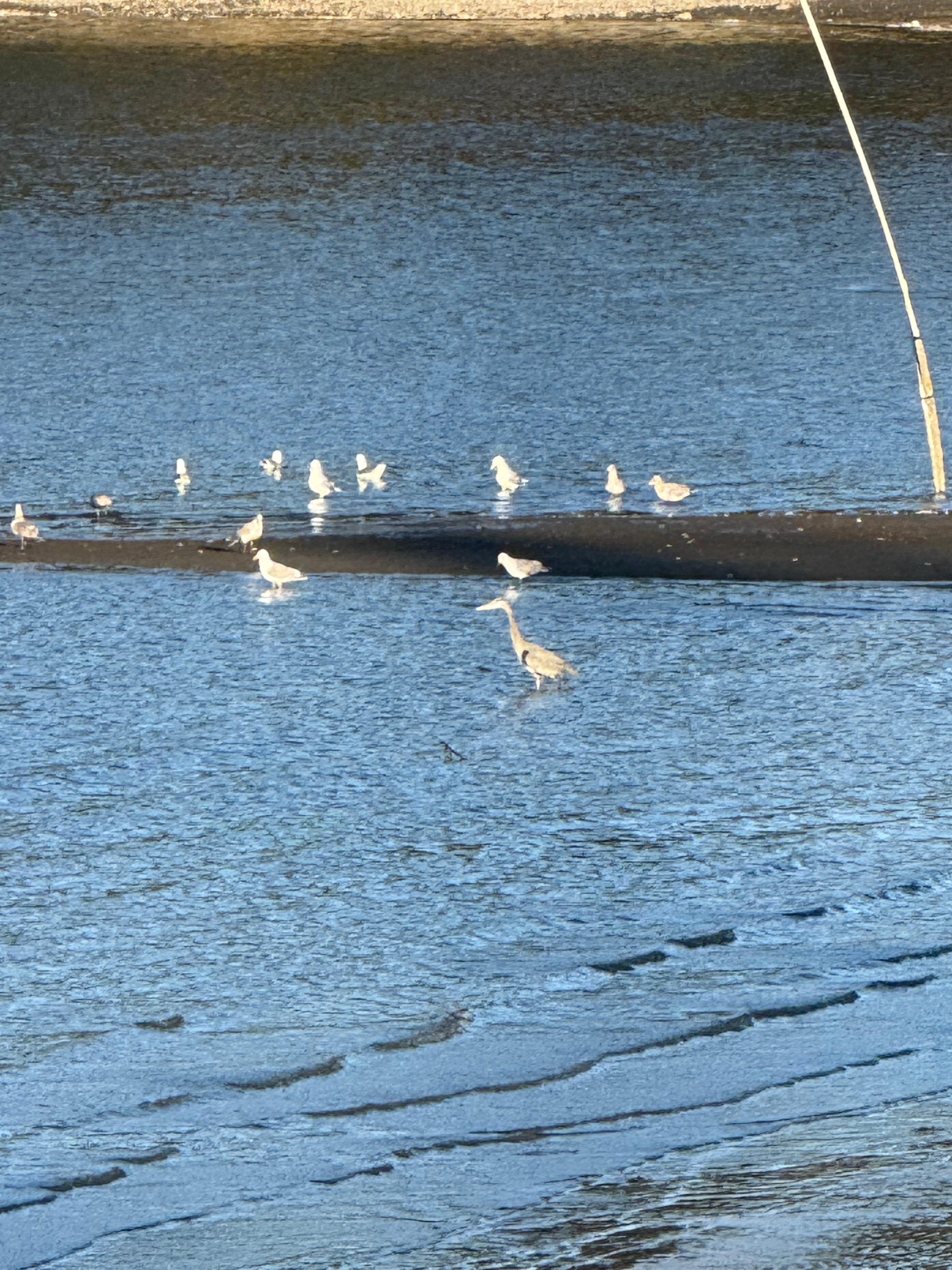 Wildlife view from the window. CJ 04/2026