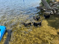 Dogs loved it