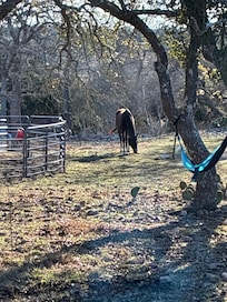 This beautiful and friendly horse was amazing to watch. He would come up to the window and was so gentle.