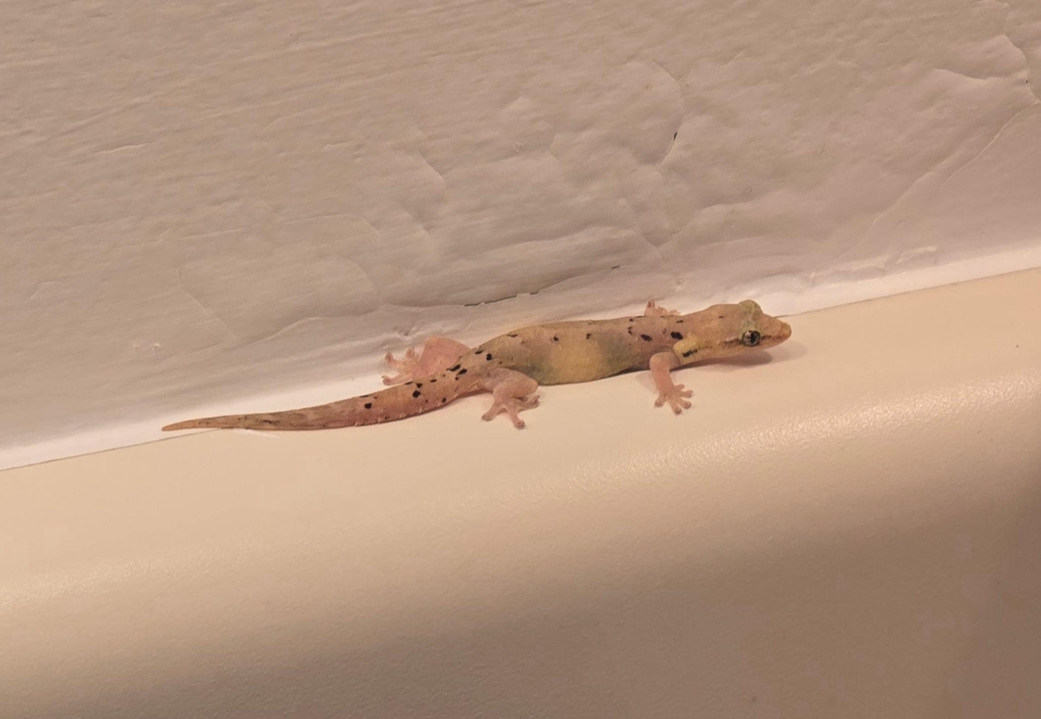 We had a sweet little friend stop by.