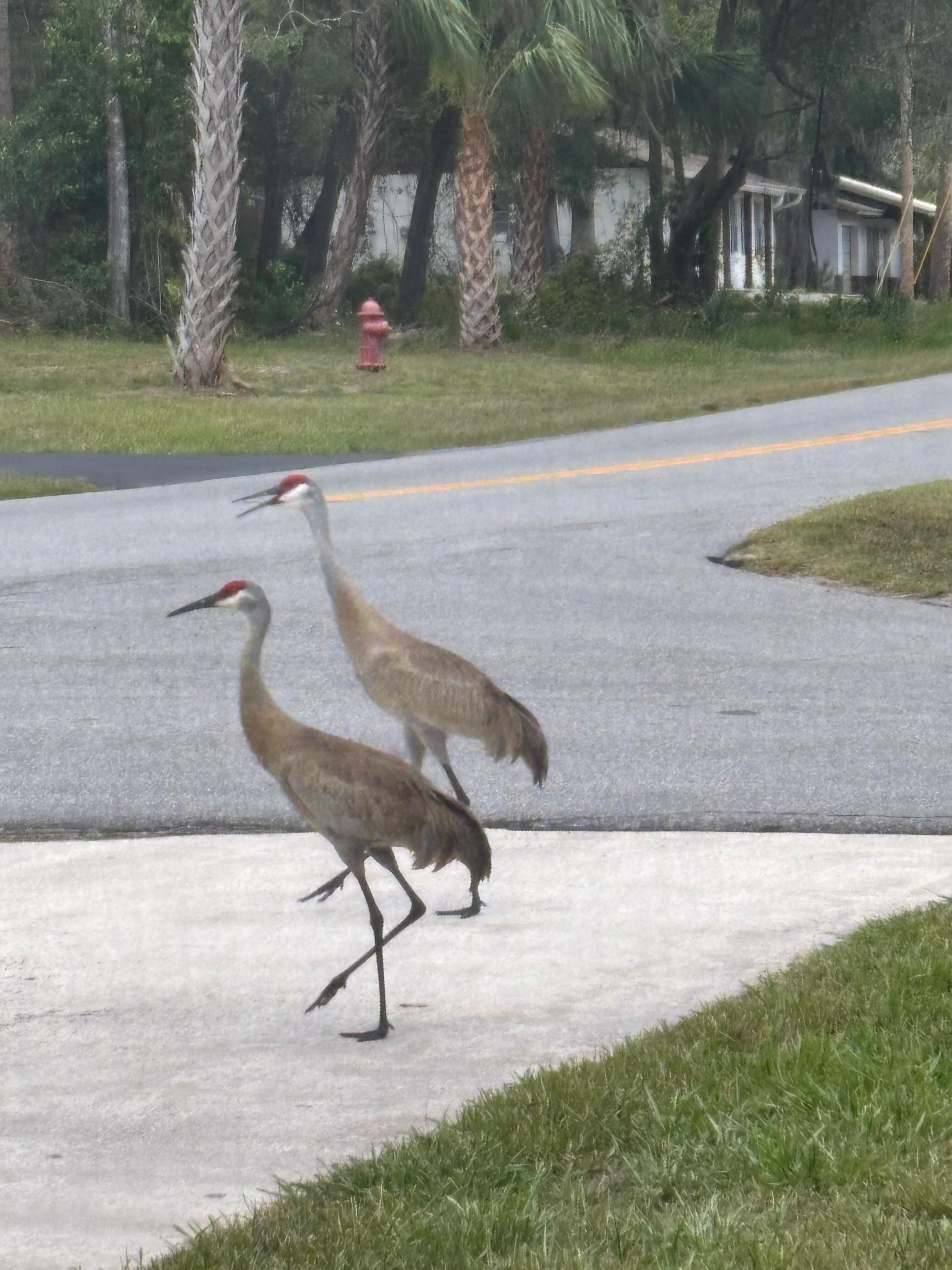And another, we really enjoyed the birds! 