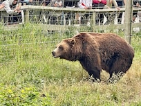 Rescue bears at Grouse Mountain