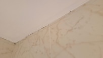 Mould all around the ceiling